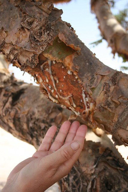 Récolte résine de Boswellia